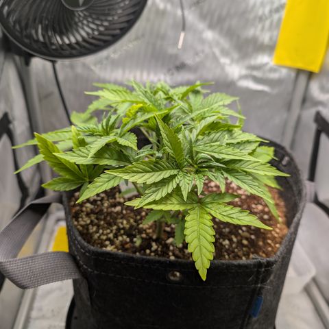 Grape toof growlog timeline photo