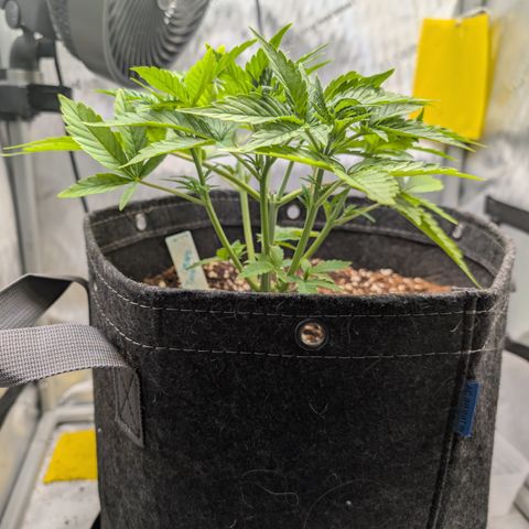 Grape toof growlog timeline photo