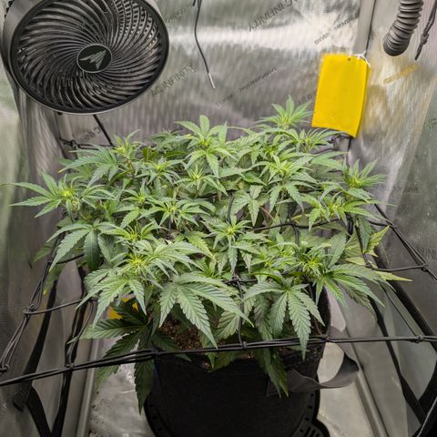 Grape toof growlog timeline photo