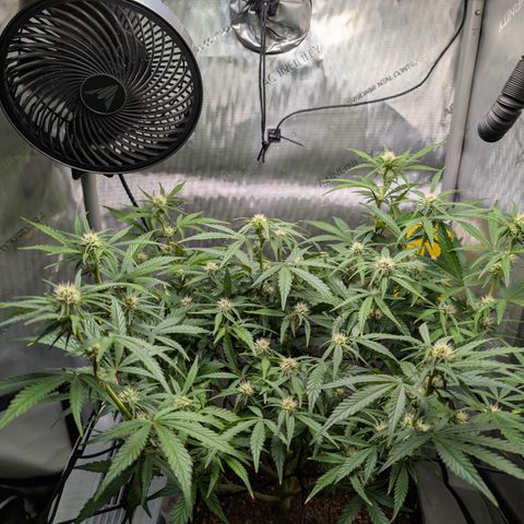 Grape toof growlog timeline photo