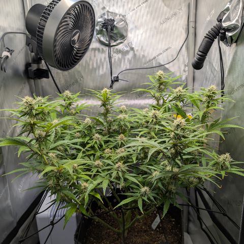 Grape toof growlog timeline photo