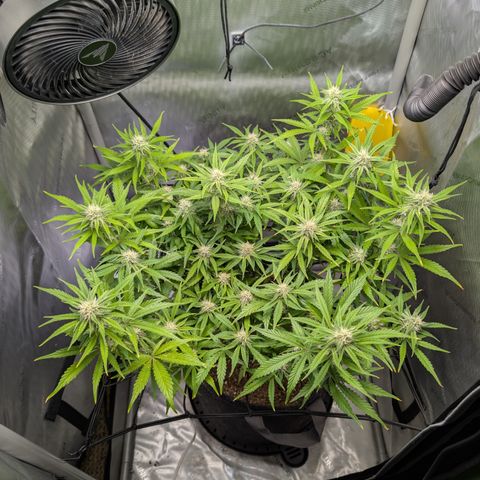 Grape toof growlog timeline photo