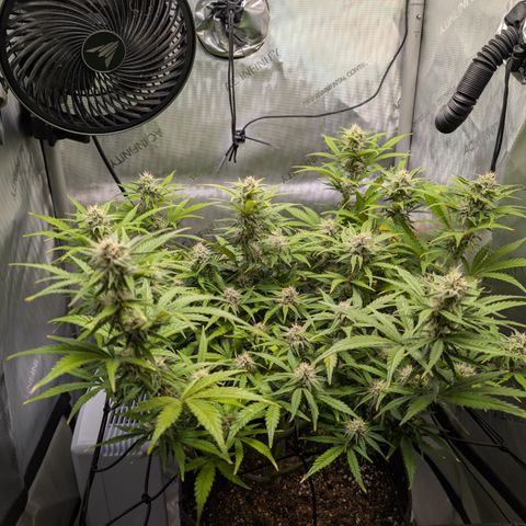Grape toof growlog timeline photo