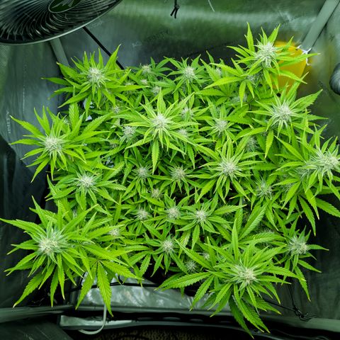 Grape toof growlog timeline photo