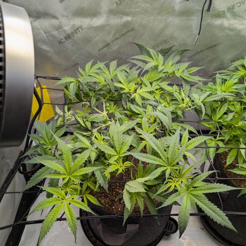 Himalaya Gold growlog timeline photo