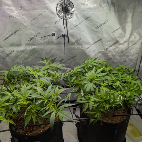 Holy Snow growlog timeline photo