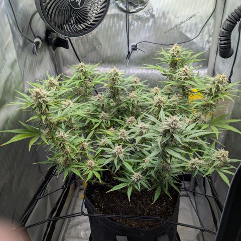 Grape toof growlog timeline photo