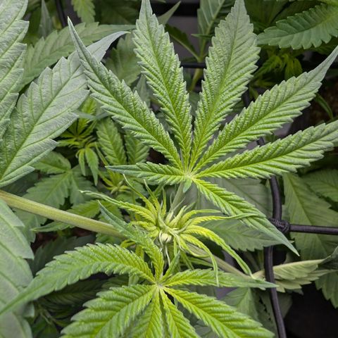 Himalaya Gold growlog timeline photo