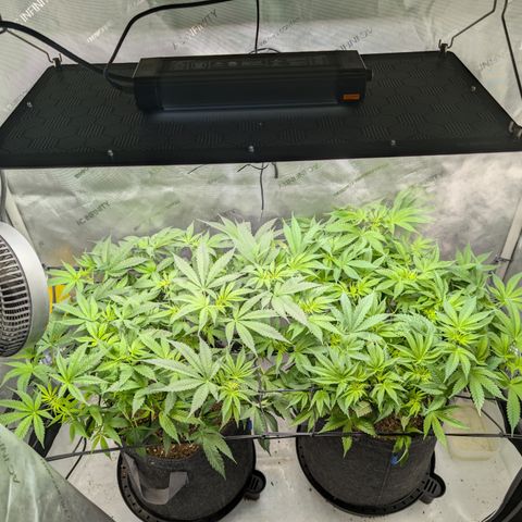 Himalaya Gold growlog timeline photo