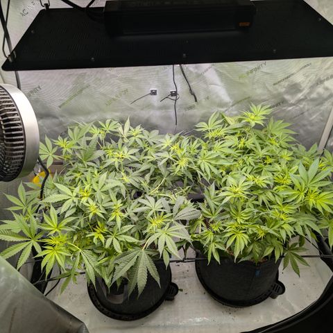 Himalaya Gold growlog timeline photo
