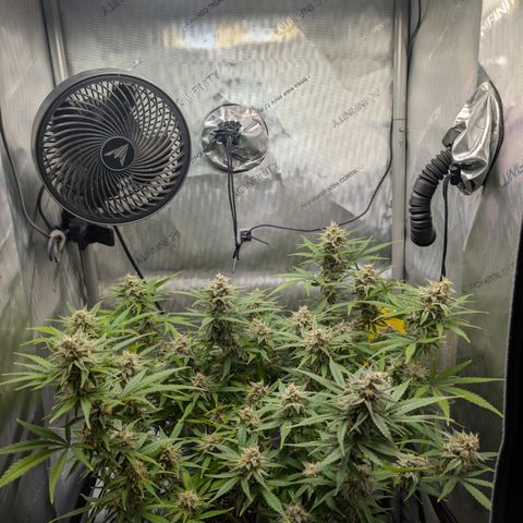 Grape toof growlog timeline photo