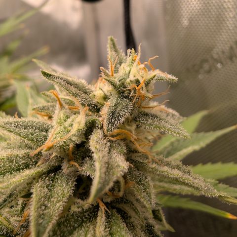 Grape toof growlog timeline photo