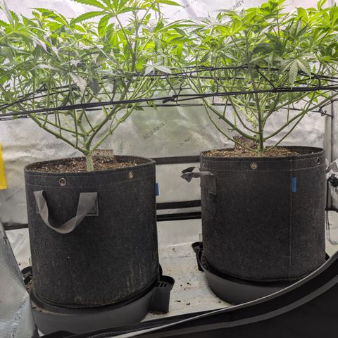 Himalaya Gold growlog timeline photo