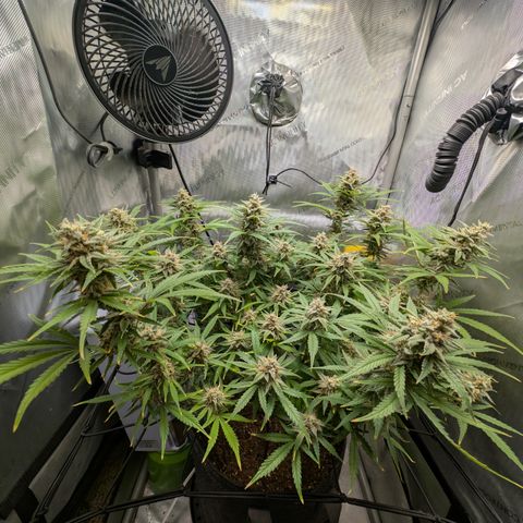 Grape toof growlog timeline photo
