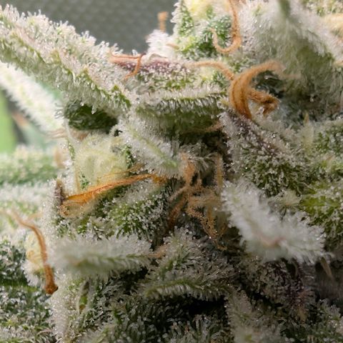 Grape toof growlog timeline photo