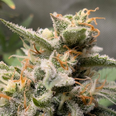 Grape toof growlog timeline photo