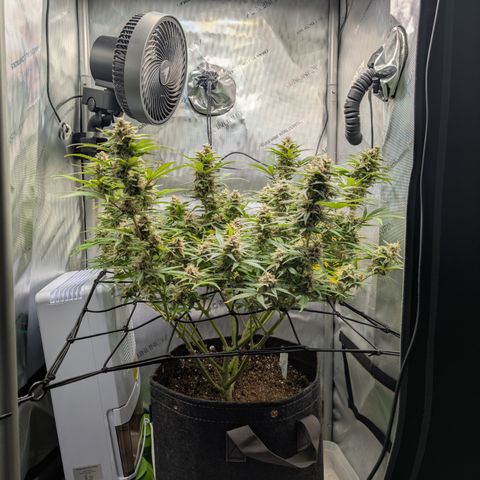 Grape toof growlog timeline photo