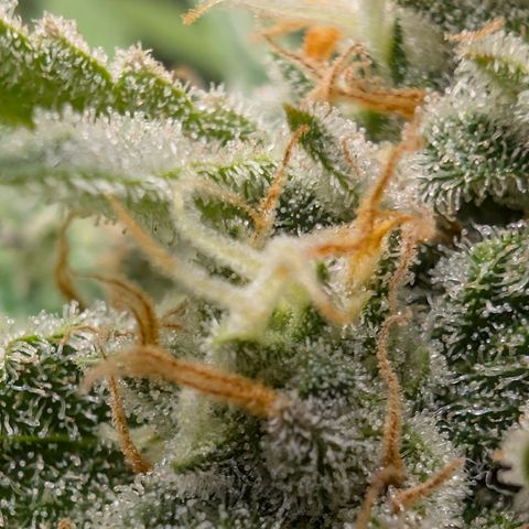 Grape toof growlog timeline photo