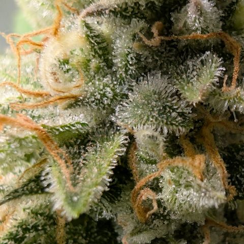 Grape toof growlog timeline photo