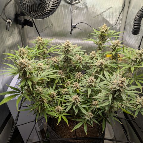 Grape toof growlog timeline photo