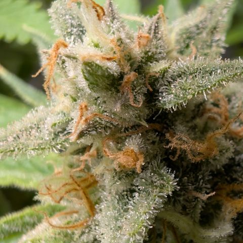 Grape toof growlog timeline photo