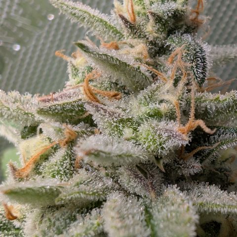 Grape toof growlog timeline photo