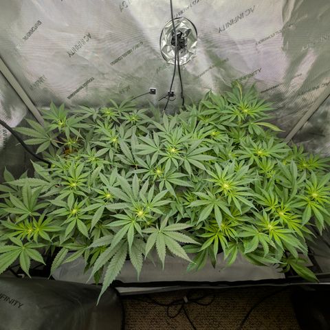 Himalaya Gold growlog timeline photo