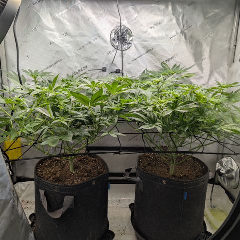 Himalaya Gold growlog timeline photo