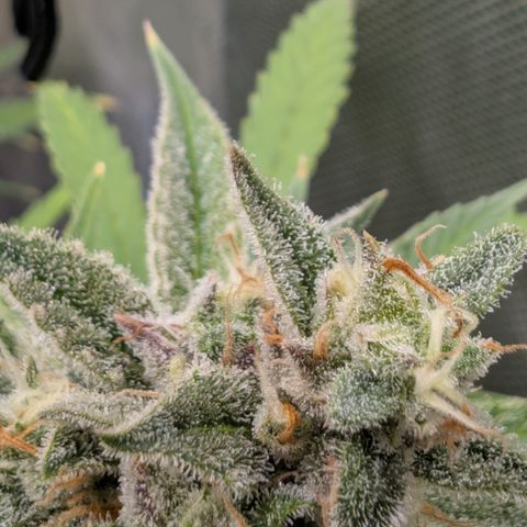 Grape toof growlog timeline photo