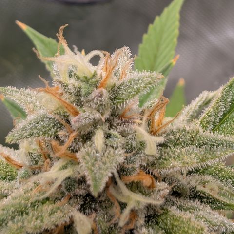 Grape toof growlog timeline photo