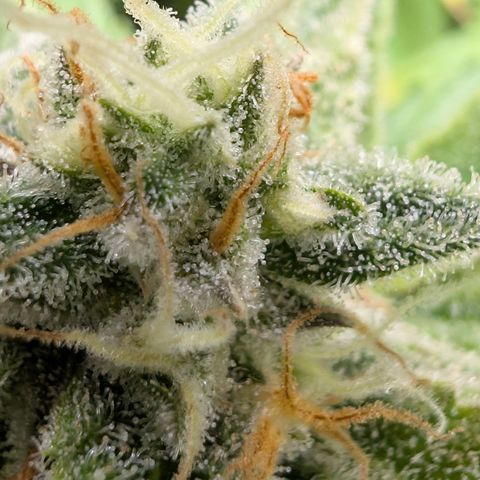 Grape toof growlog timeline photo