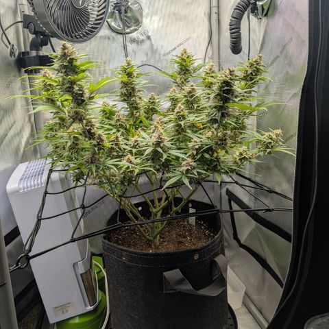 Grape toof growlog timeline photo