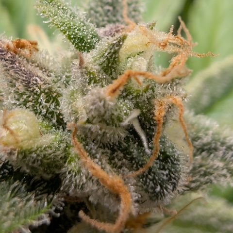 Grape toof growlog timeline photo