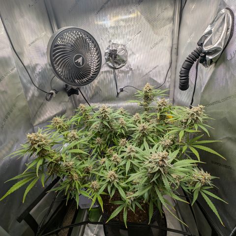 Grape toof growlog timeline photo
