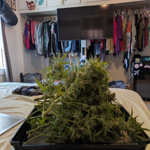Grape toof growlog timeline photo
