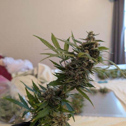 Grape toof growlog timeline photo