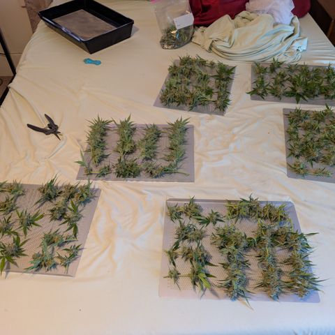 Grape toof growlog timeline photo