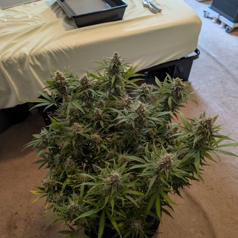 Grape toof growlog timeline photo