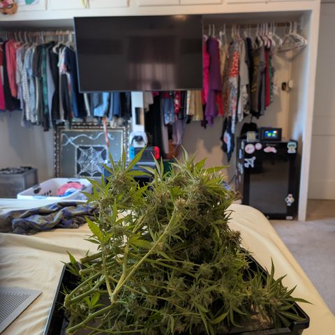 Grape toof growlog timeline photo