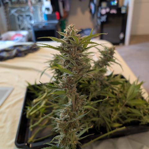 Grape toof growlog timeline photo