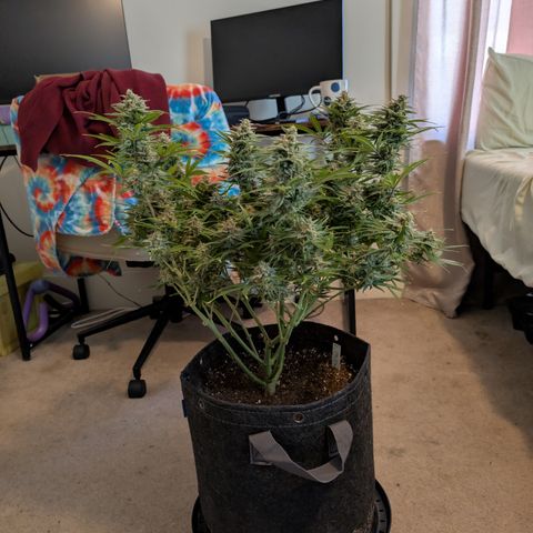 Grape toof growlog timeline photo