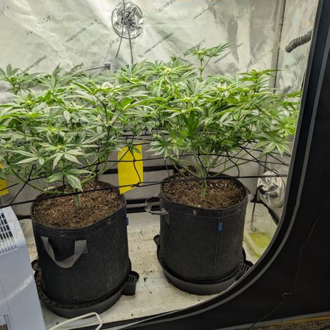 Himalaya Gold growlog timeline photo
