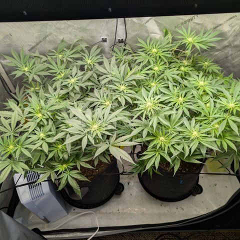 Himalaya Gold growlog timeline photo