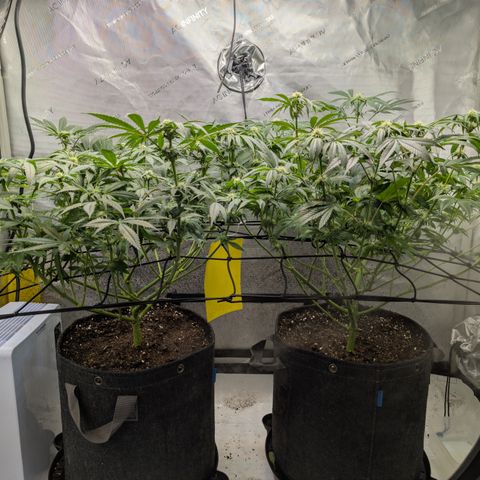 Himalaya Gold growlog timeline photo