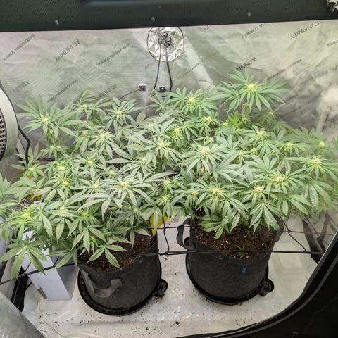 Himalaya Gold growlog timeline photo