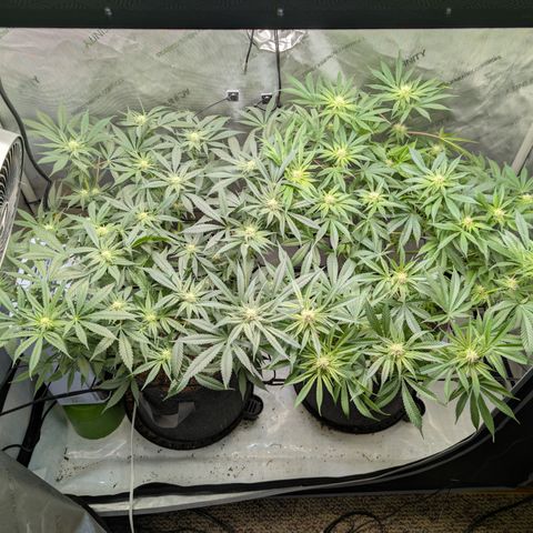 Himalaya Gold growlog timeline photo