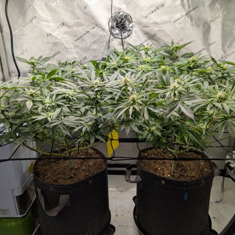 Himalaya Gold growlog timeline photo