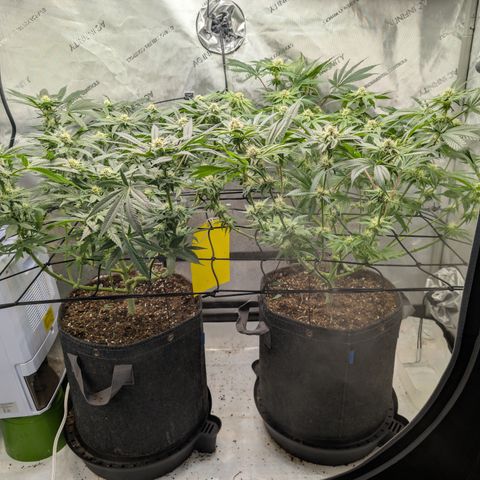 Himalaya Gold growlog timeline photo