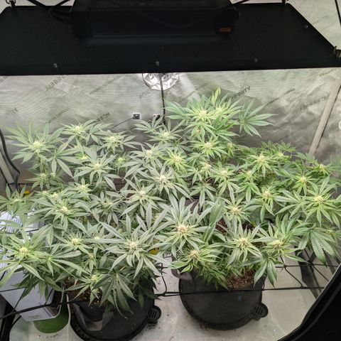 Himalaya Gold growlog timeline photo