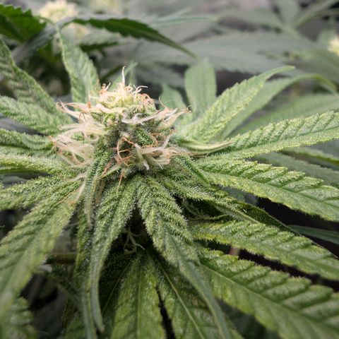 Holy Snow growlog timeline photo